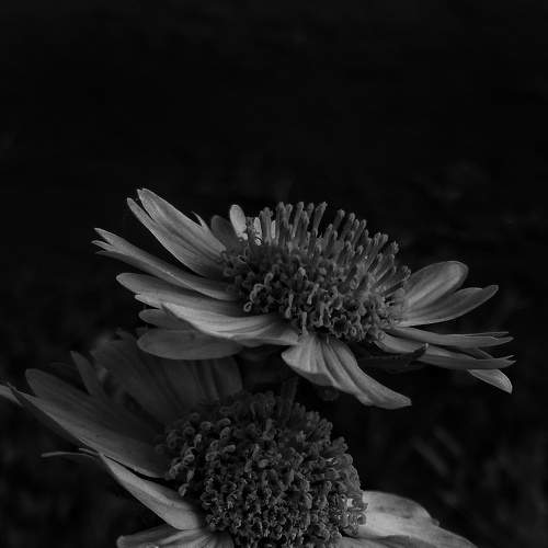 Black and white photo