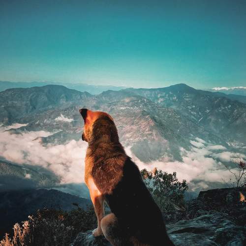 The mountain guide