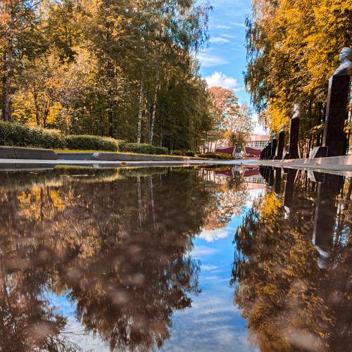 Осень в луже
