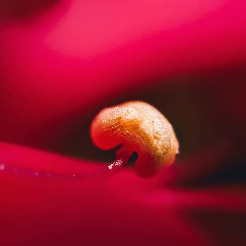 BEARER OF LIFE