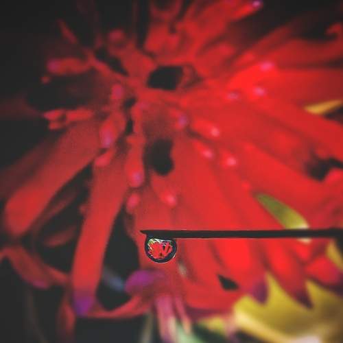 tiny red