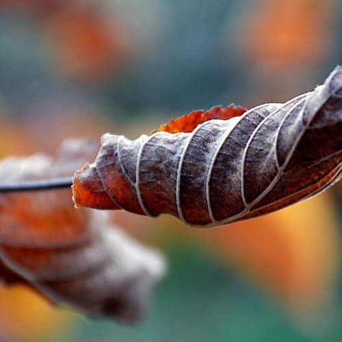 Leaf in Autumn 3