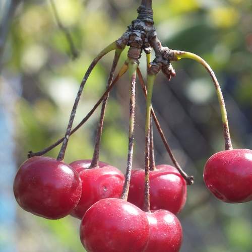 Photo #8359274