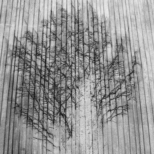 Фотография #8361527