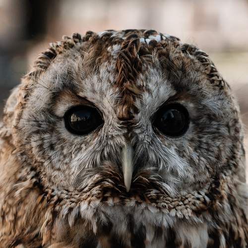 Photo #8362362