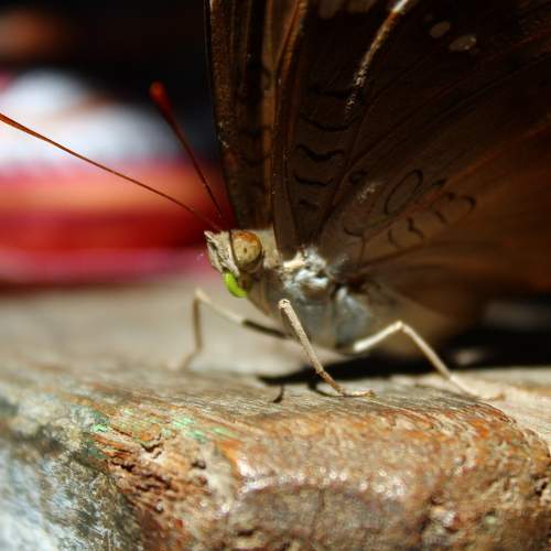 Photo #8362819