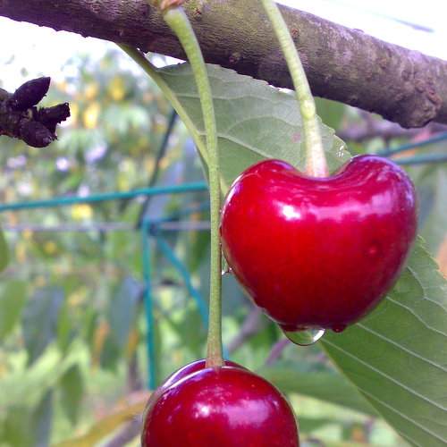 Photo #8363545