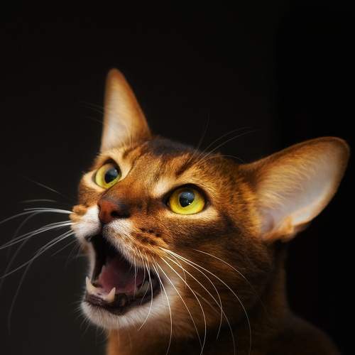 Photo #8364465