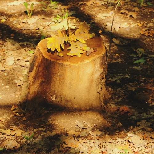 Photo #8365297