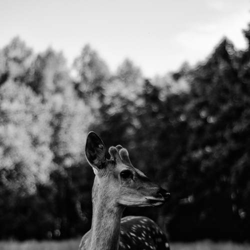 Photo #8365425