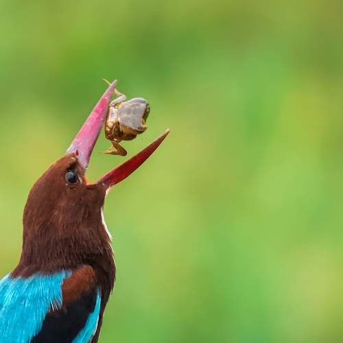 White-throated kingfisher