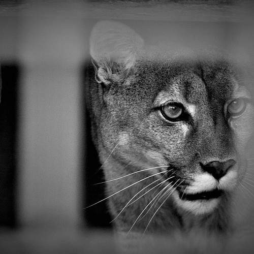 нелегко в неволе жить (it's not easy to live in captivity)