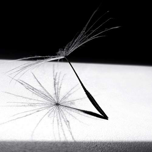 Photo #8366560