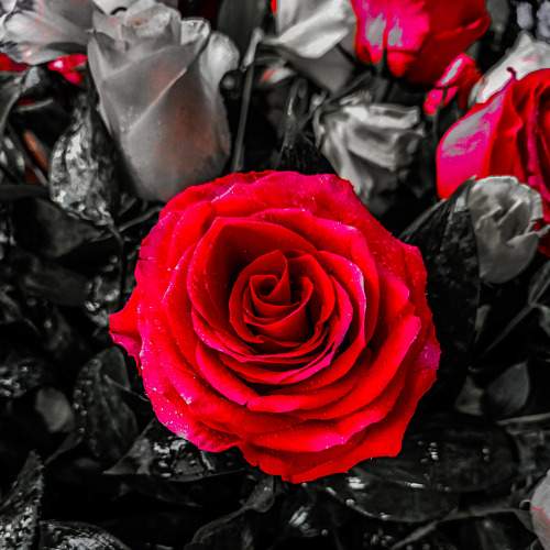 Photo #8368384