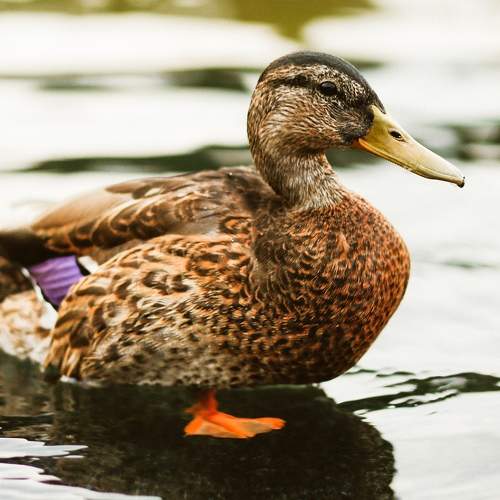 Photo #8368397