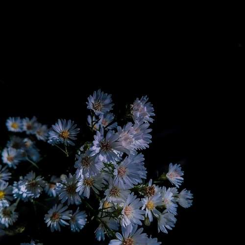 Baby's Breath