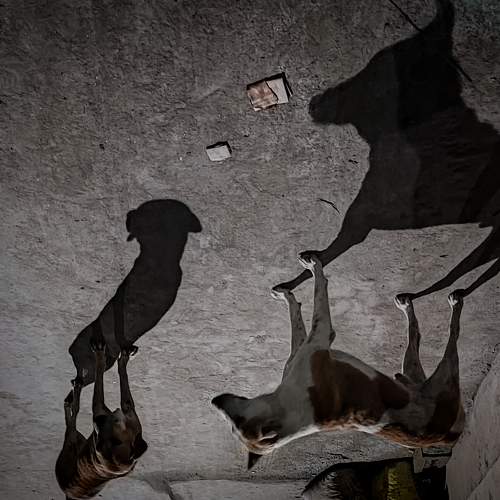 Photo #8370324