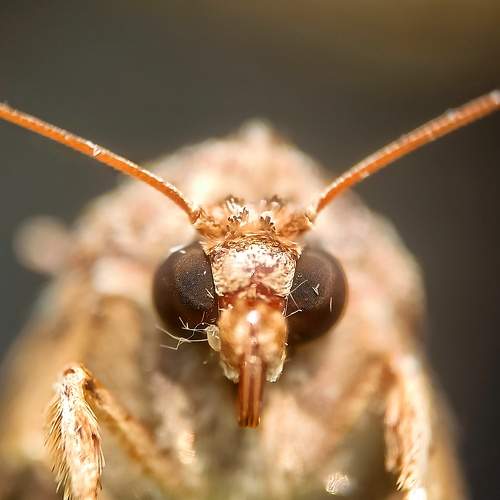 Mobile macro