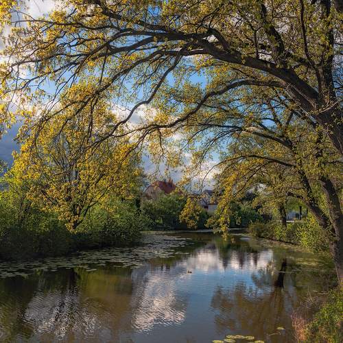 Старый пруд и новая весна