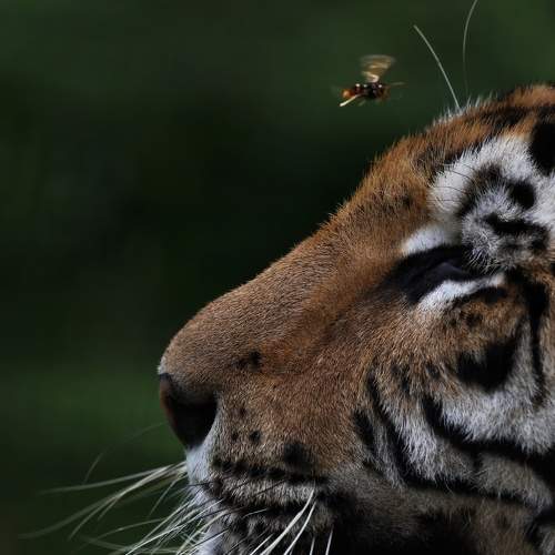 The Brave Bee