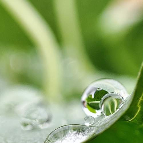 Macro photography