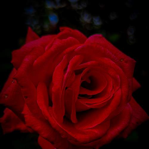 Photo #8372593