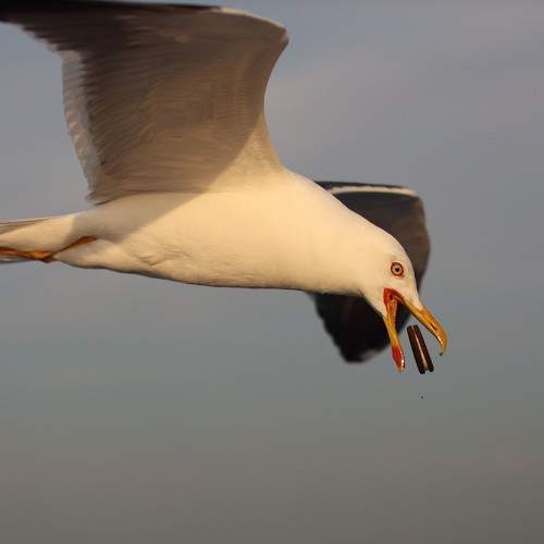 Photo #8373945