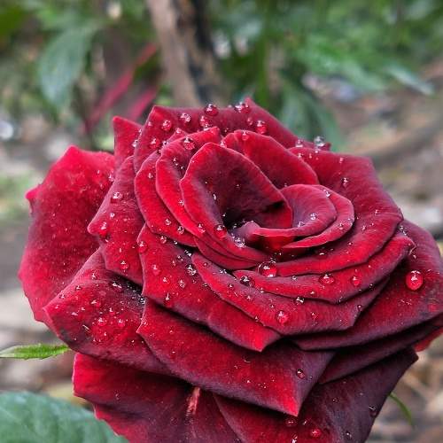 The Red Queen