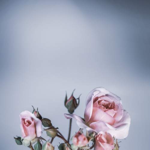 Fragility & beauty