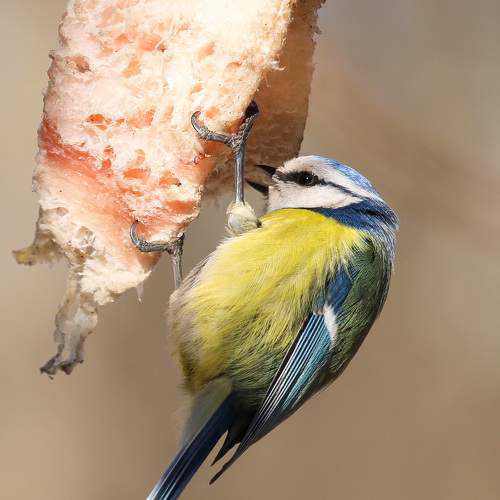 Photo #8377071