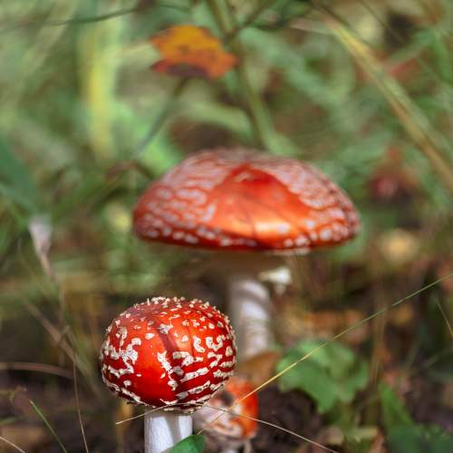 Photo #8378252