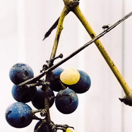 Photo #8378555