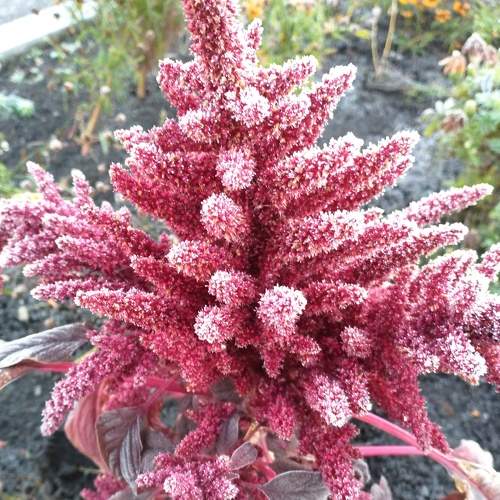 Photo #8379330