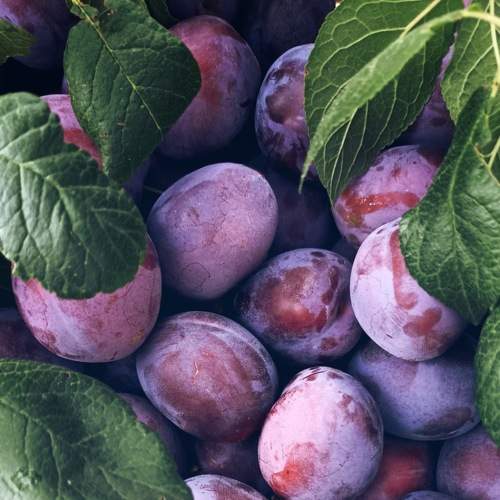 Photo #8380021