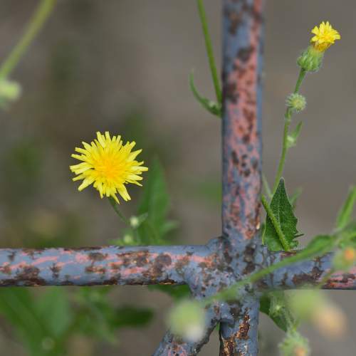 Душевный свет