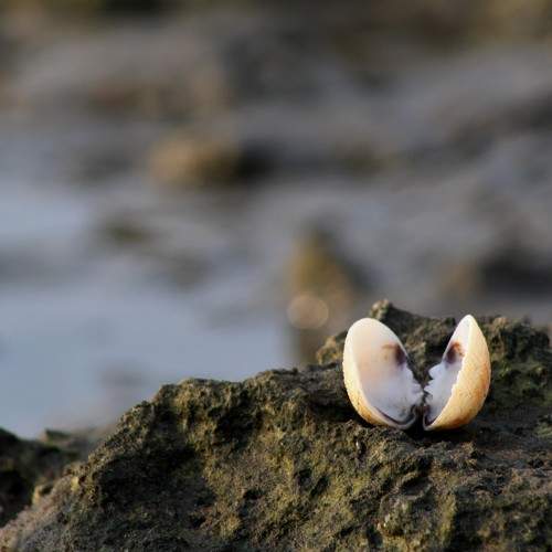 Photo #8381269