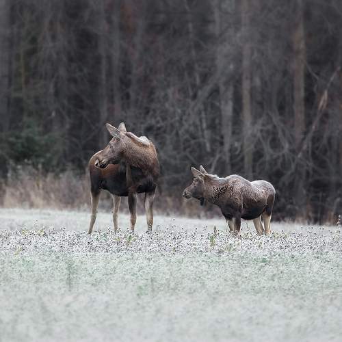 Photo #8382827