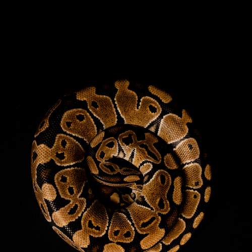 Photo #8383504