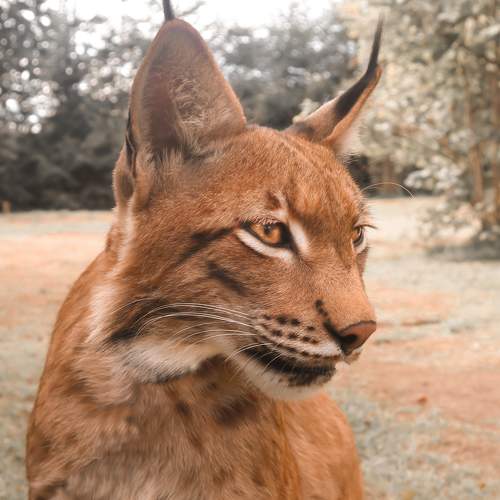 Photo #8383585
