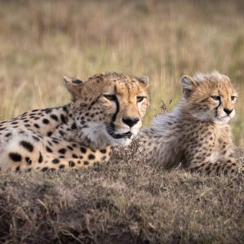 Photo #8384486