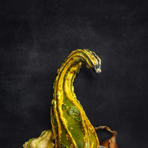 Still life with pumpkin and onion
