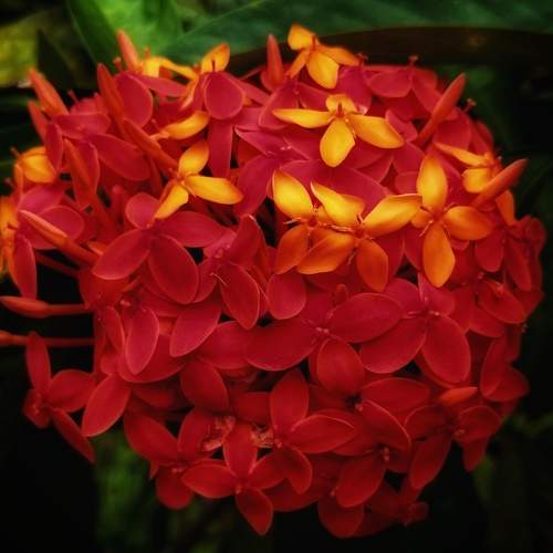 The Seductive red flora