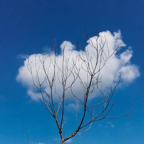 Cloud Tree