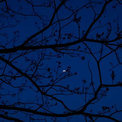 The Moon