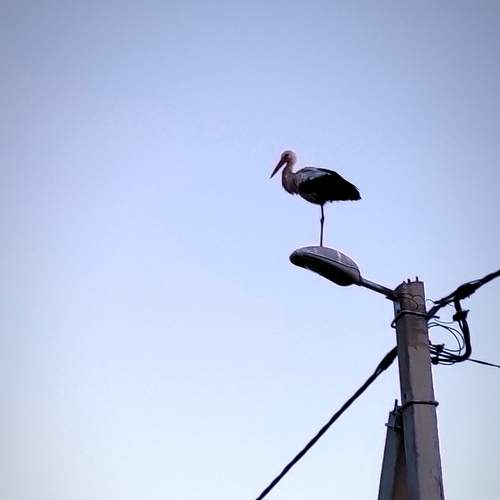 Photo #8394824