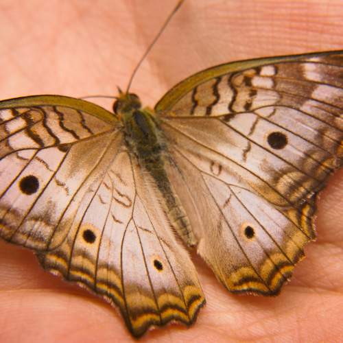 Photo #8397337