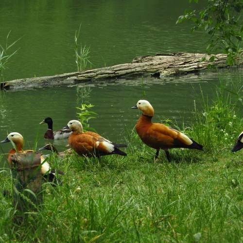 Photo #8402691