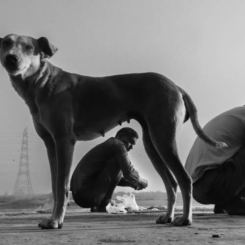 The Dog