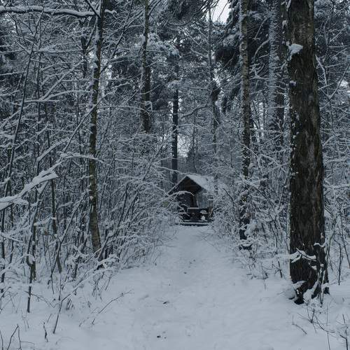 Fairy forest