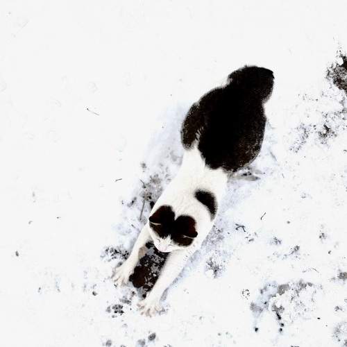 Photo #8406644